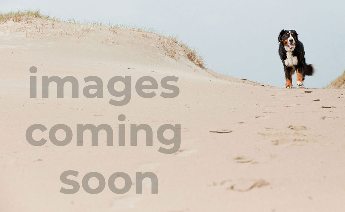 Summer Sands Playa de los Paws Room 307