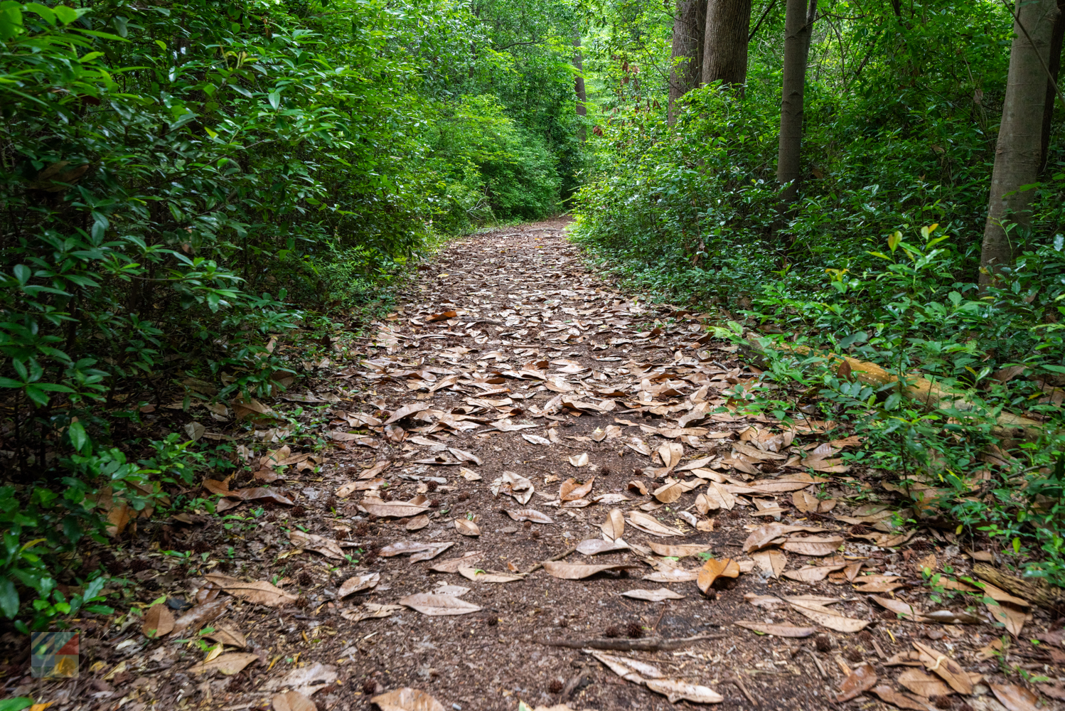 Bluethenthal Wildflower Preserve