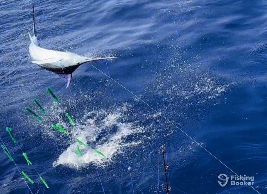 charter image 3