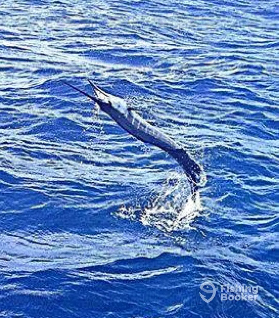 charter image 2